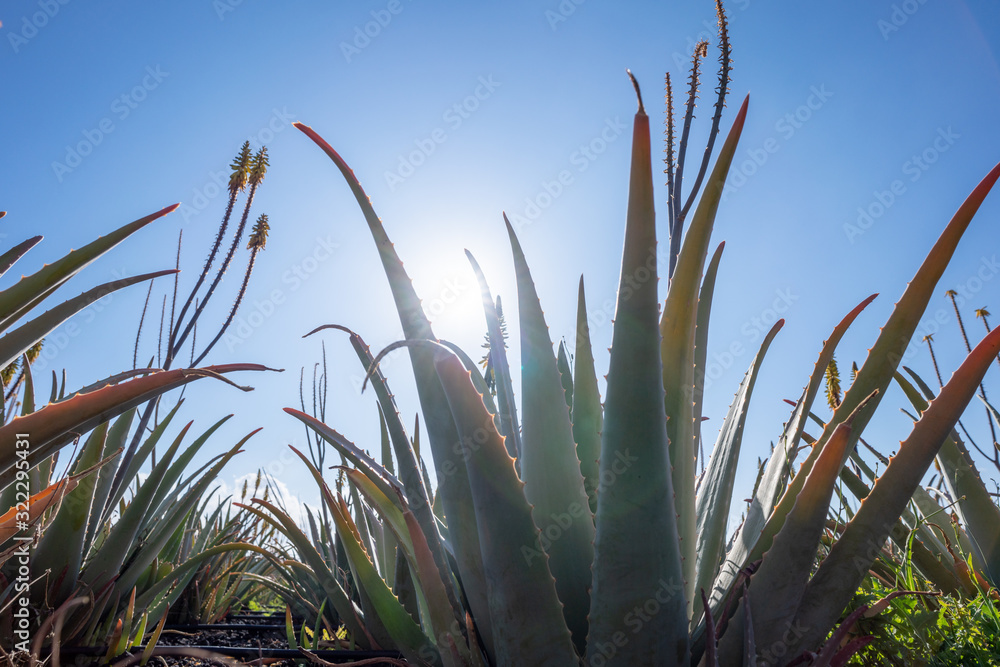 Aloe vera field; Furteventura, Canary Islands Aloe vera field; Furteventura, Canary Islands