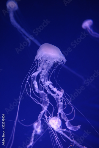 under water or sea jelly fish, close up 