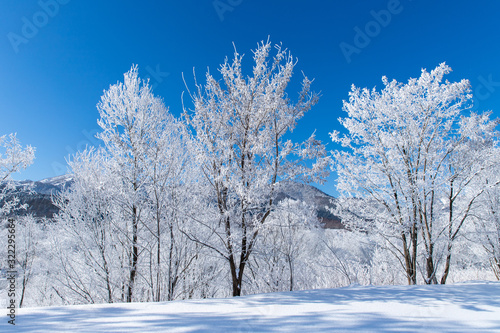 北海道の冬の風景 富良野の樹氷