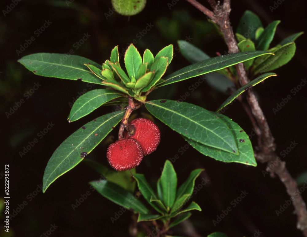 Arbutus unedo strawberry tree madroño arboç botani fruit Stock Photo ...