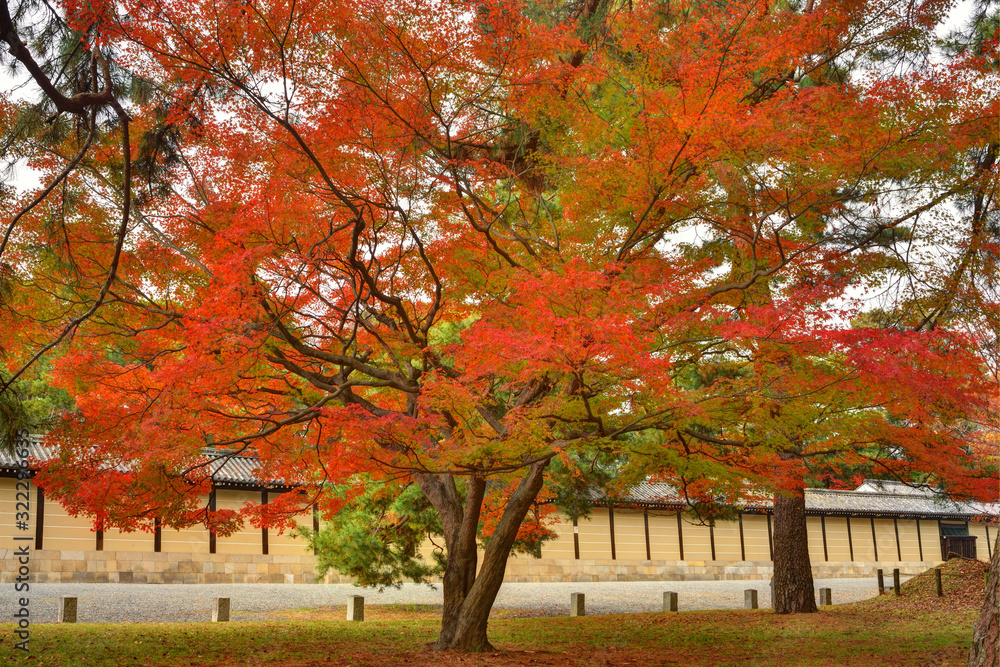 京都御苑の紅葉