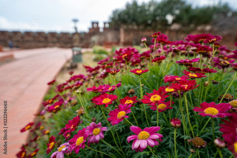 Beautiful purple and red Pyrethrum (Tansies) daisies in Silves, Portugal