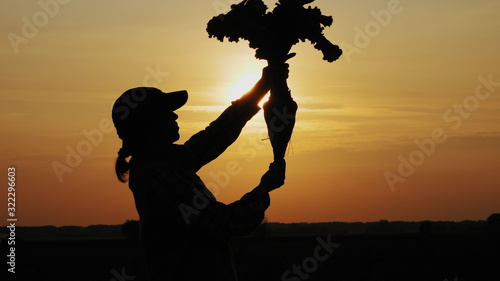Silhouette of a woman farmer holding a root vegetable of sugar beet in the field at sunset. The cultivation of sugar beet