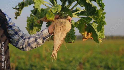 Close-up hands: male farmer in the field holds a large ripe sugar beet. The cultivation of sugar beet. Agronomist inspects the sugar beetroot at sunset