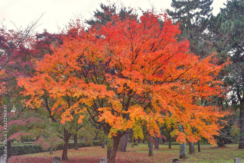 Naklejka premium 京都御苑の紅葉