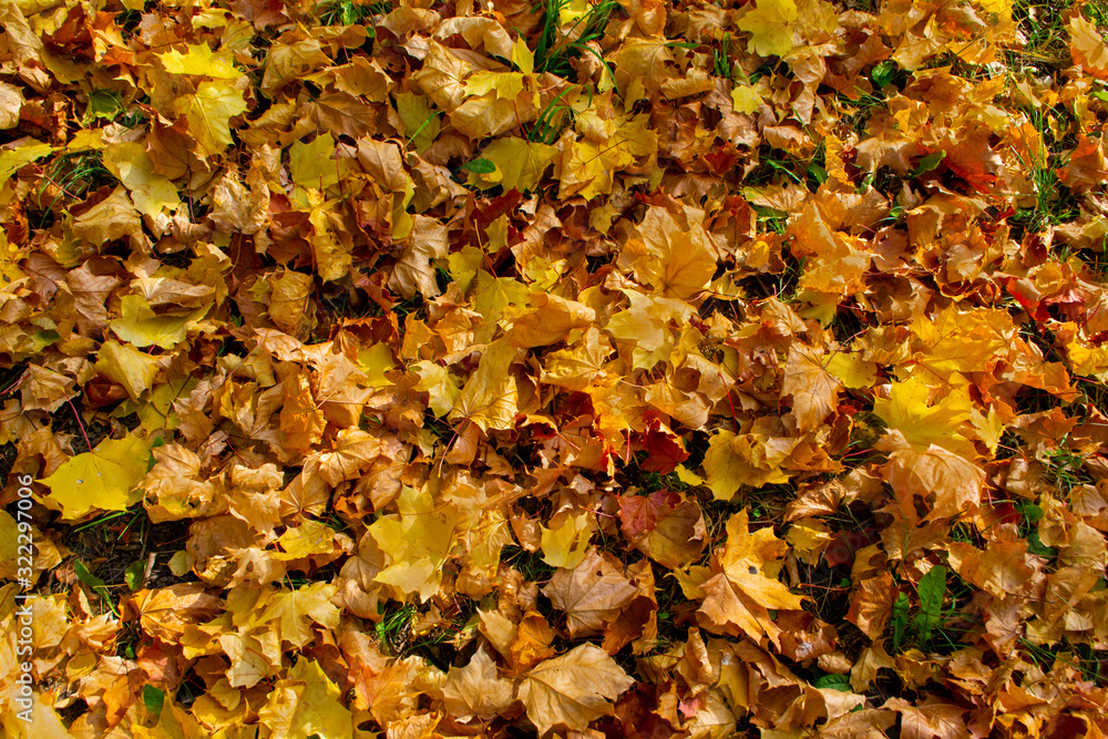 yellow fallen maple leaves, natural background of autumn yellow fallen maple leaves, natural background of autumn