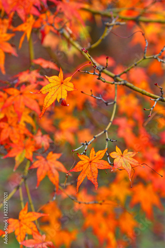 京都御苑の紅葉