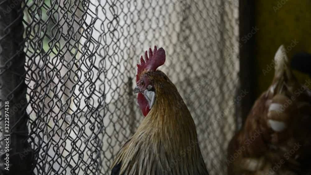 Vidéo Stock Close up of golden rooster crowing on traditional rural