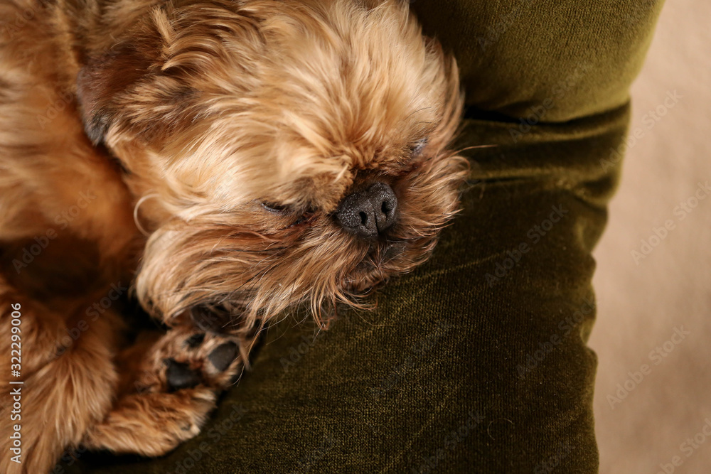 Close up of small Brussels Griffon dog sleeping Close up of small Brussels Griffon dog sleeping