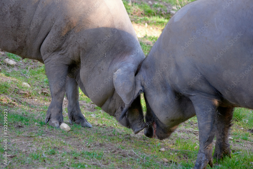 Fototapeta premium iberian pigs in the meadow