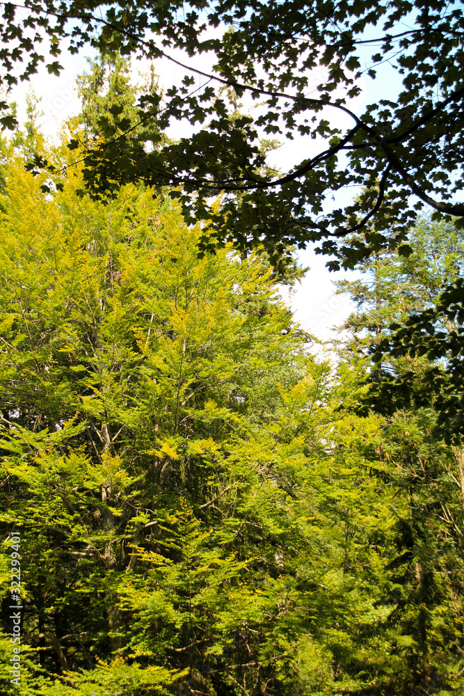Paisaje de unos arboles verdes Paisaje de unos arboles verdes