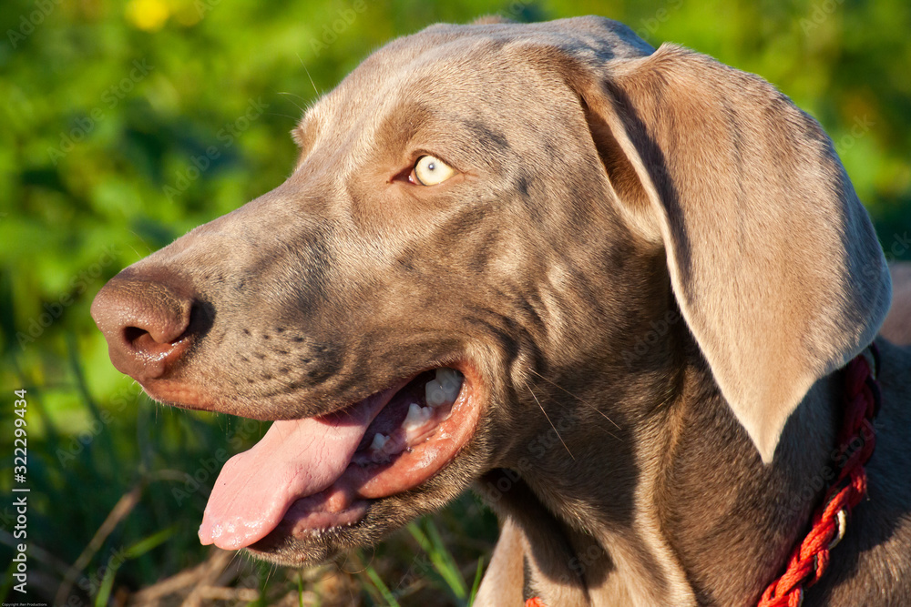 weimaraner portrait with bright eyes weimaraner portrait with bright eyes