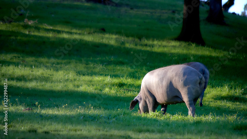 iberian pigs in the meadow