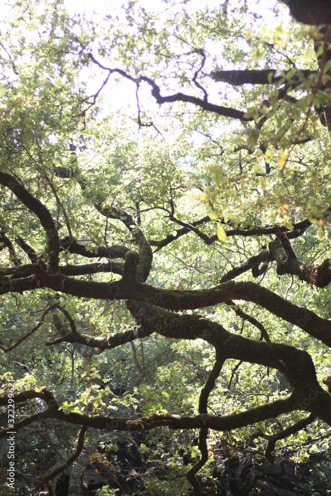 Fototapeta premium Paisaje de las ramas de los arboles