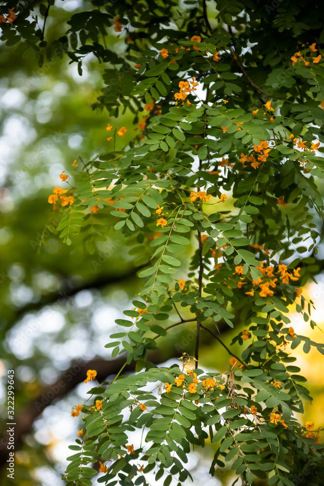 Yellow flowers