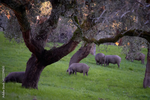 iberian pigs in the meadow