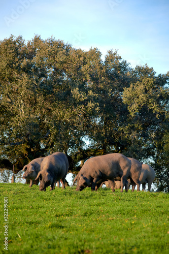 iberian pigs in the meadow
