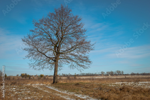 tree in the field against the sky and the village