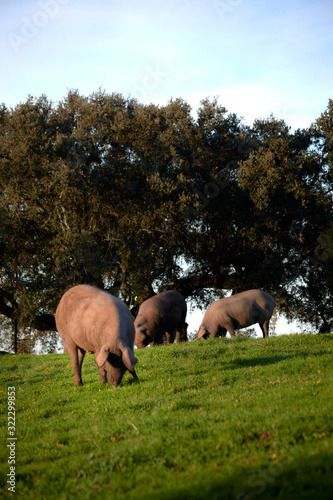 iberian pigs in the meadow