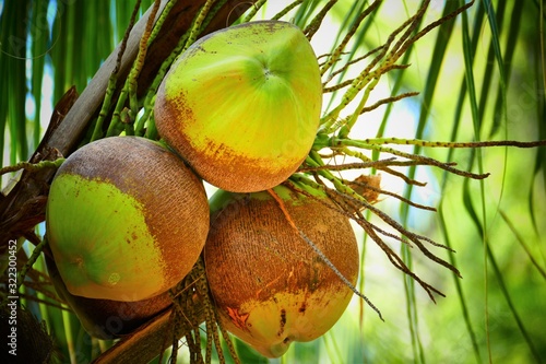 coconuts growing at thr tree