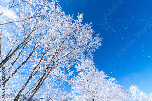北海道の冬の風景　富良野の樹氷