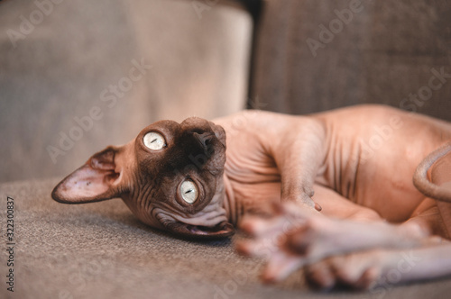 cute bald cat lying on a gray chair, canadian Sphynx resting