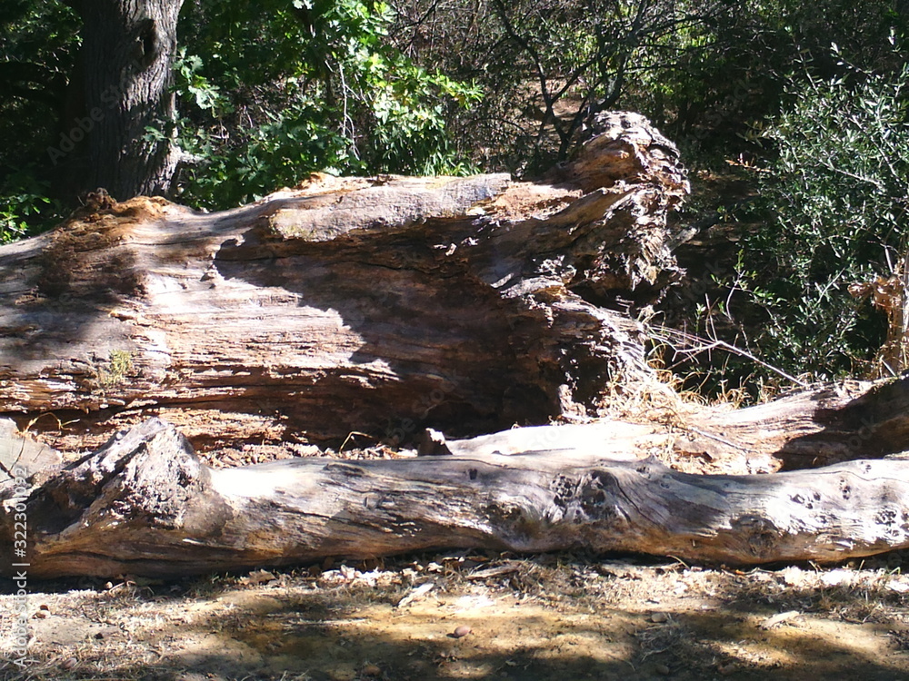 Fototapeta premium Fallen tree