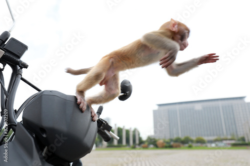 Fototapeta Naklejka Na Ścianę i Meble -  Pet monkeys play on motorcycles