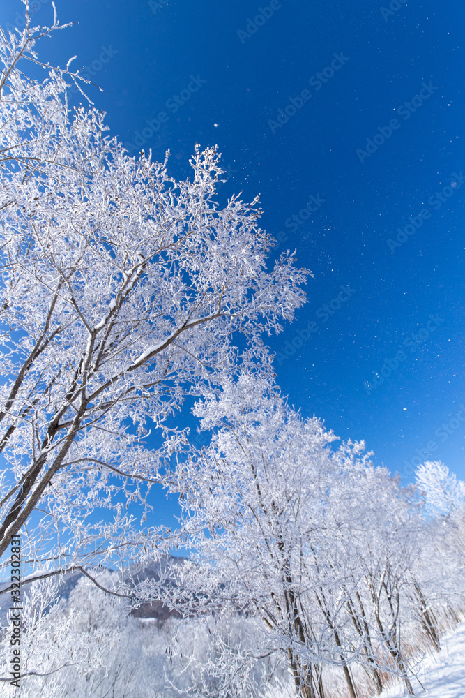 北海道の冬の風景　富良野の樹氷