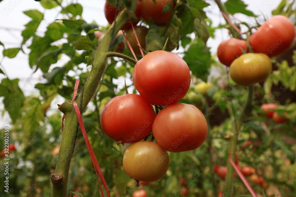 Ripening tomatoes in greenhouses Ripening tomatoes in greenhouses