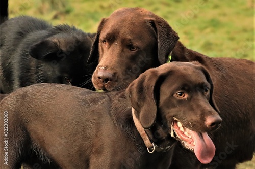 chocolate labrador puppy