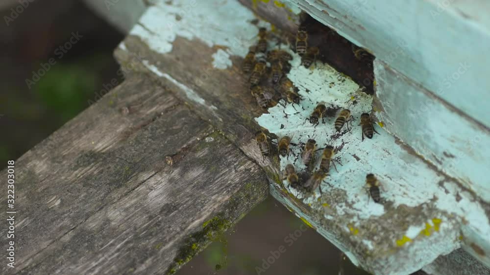 Honey bees fly into their wooden beehive. Waving wings carry flower's nectar. Honey bees fly into their wooden beehive. Waving wings carry flower's nectar.