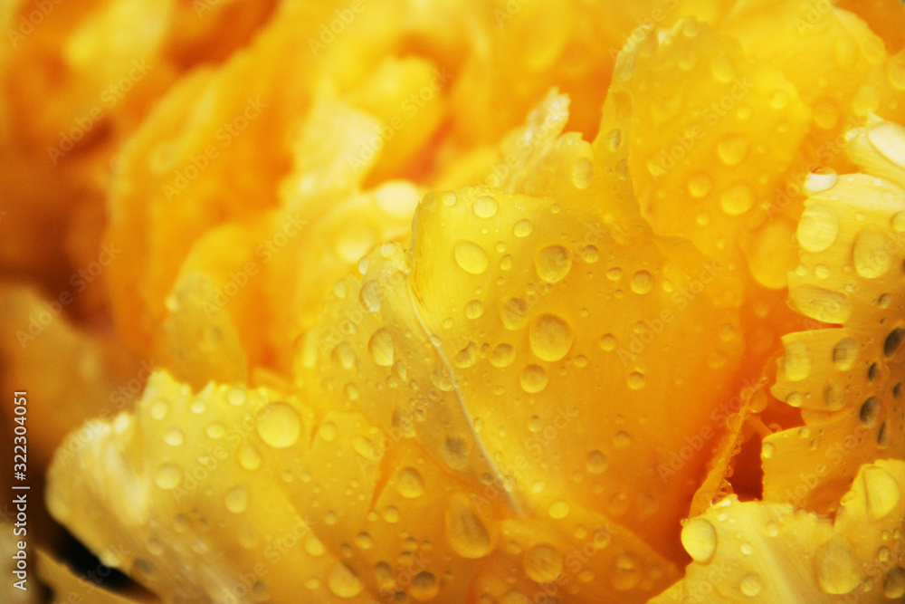 beautiful yellow tulip in close-up, postcard or greetingcard for mother day and easter