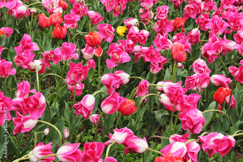 Fototapeta Naklejka Na Ścianę i Meble -  beautiful colored tulips on a field, postcard or greetingcard for mother day and easter