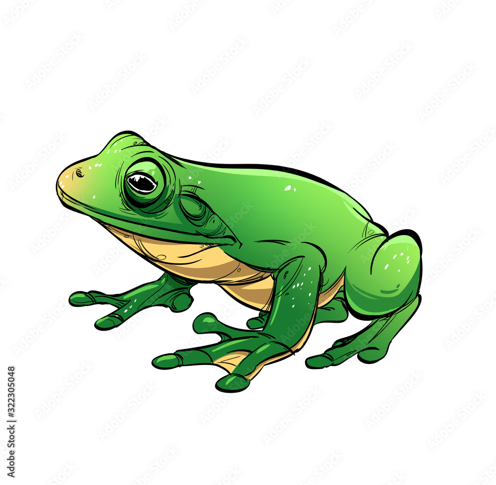 Green frog isolated on white background. Green frog isolated on white background.