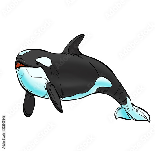 Killer whale isolated on a white background.