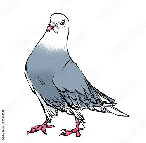 Beautiful fluffy standing pigeon. Isolated on a white background.