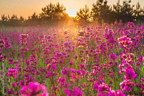 spring landscape with blooming purple flowers on meadow and sunrise © yanikap