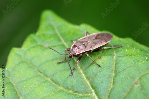 Stink bug on green leaves, North China