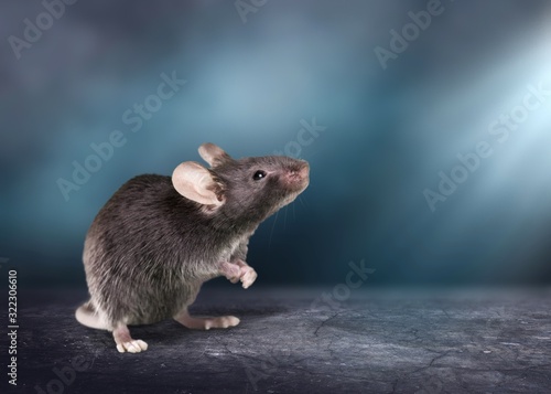 Rat.