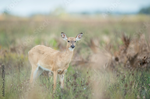 A Whitetail deer in a wide open field in soft light with a grassy background.