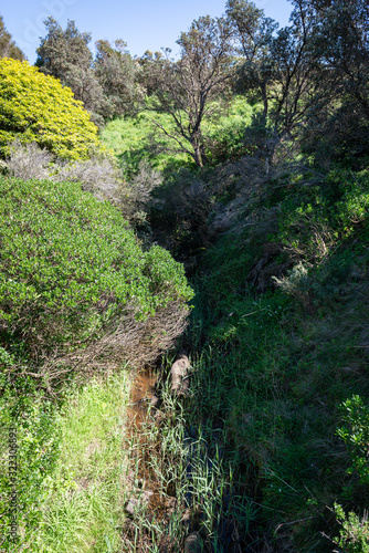 path in the forest