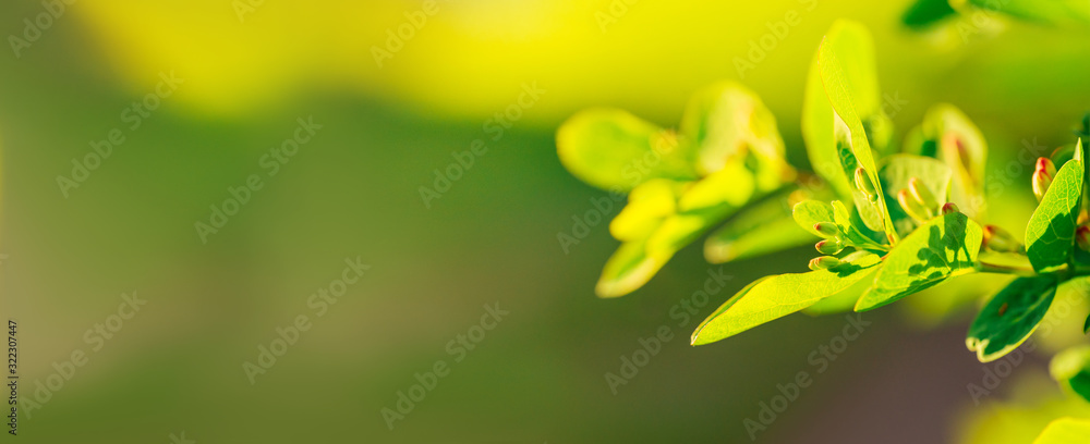 Obraz premium Fresh spring leaves and flowers on a green branch on a soft blurry background in the rays of the setting sun. The concept of the onset of spring and the revival of nature. Banner with copy space.
