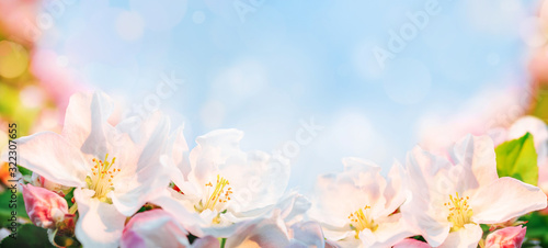 Beautiful spring pink flowers on at Sunrise  with copy space. looming apple branches.  Artistic image of a blooming garden in soft pastel colors. Bokeh  banner format  macro..