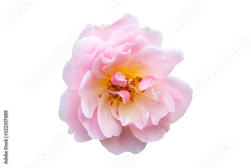 Rose 'Felicia' a springtime summer flower pink climbing semi evergreen shrub cut out and isolated on a white background photo
