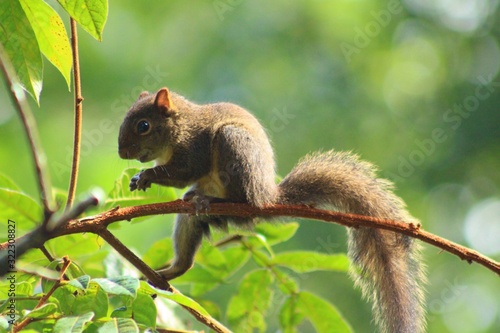 squirrel on tree   esquilo