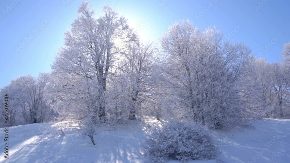 Snow winter forest. Fresh cold morning at a winter forest. Snow Winter Background. Snow winter forest. Fresh cold morning at a winter forest. Snow Winter Background.