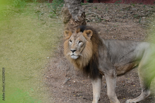 male lion