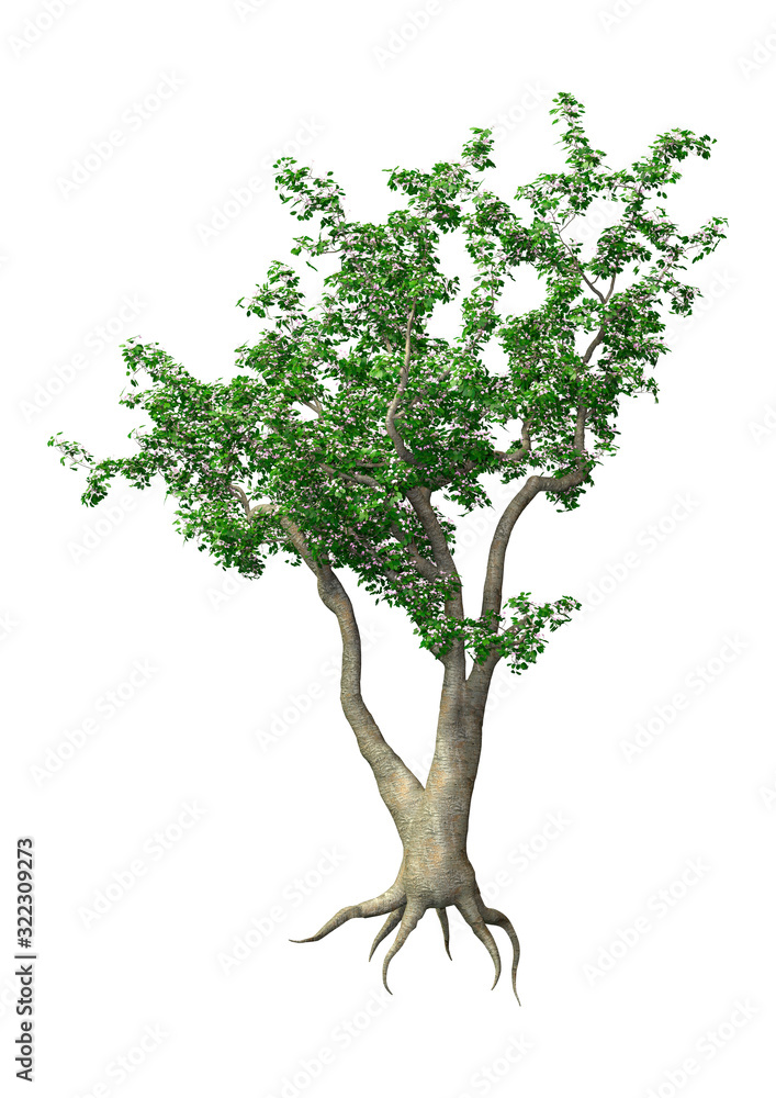 3D Rendering Apple Tree on White 3D Rendering Apple Tree on White
