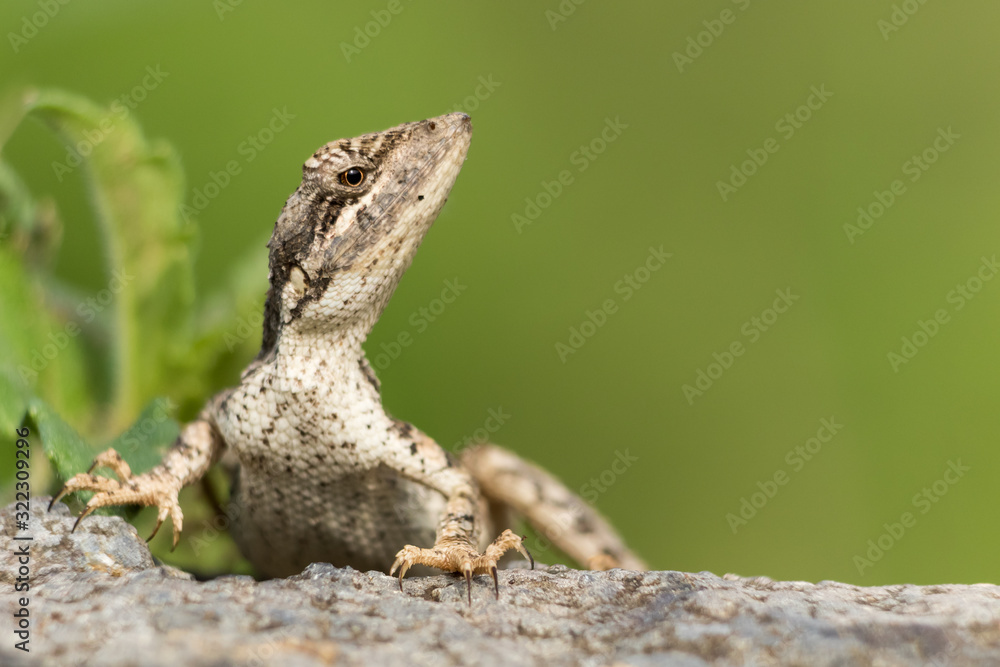 A closeup of garden lizard, a beautiful portrait of a garden lizard A closeup of garden lizard, a beautiful portrait of a garden lizard